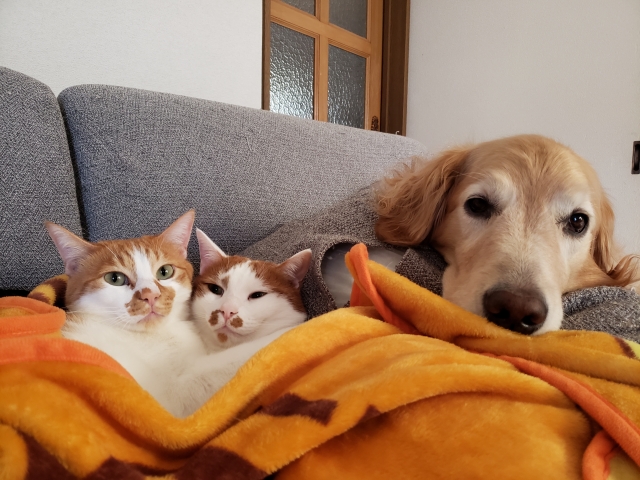 飼い犬と飼い猫