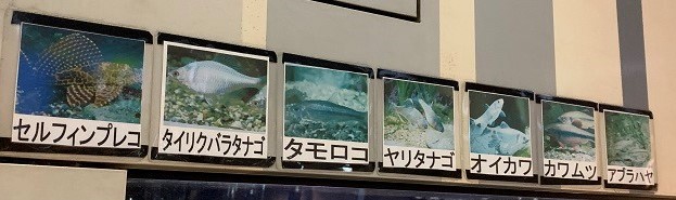 豊橋駅西口地下で淡水魚を観賞