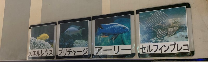 豊橋駅西口地下で熱帯魚を観賞